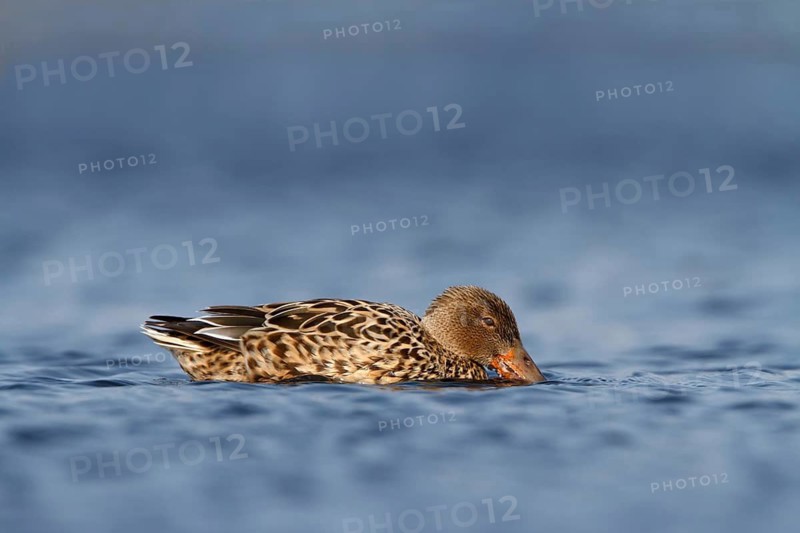 Slobeend, Northern Shoveler, Anas clypeata
