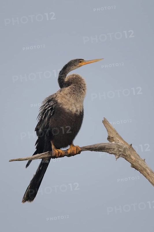 Anhinga (Anhinga anhinga), Florida, USA