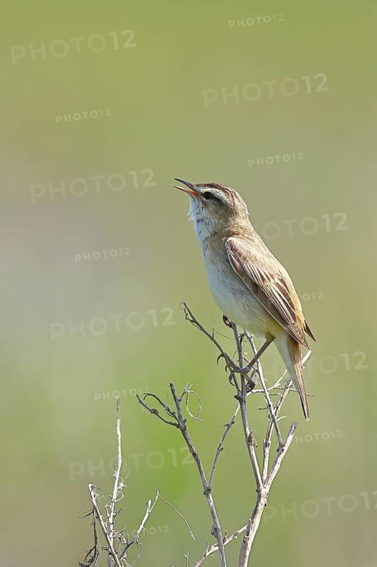 Reed Warbler (Acrocephalus schoenobaenus) sits singing in a shrub, in its natural environment, Wildlife, Lembruch, Ochsen Moor, Dümmer nature park Park, Lower Saxony, Germany