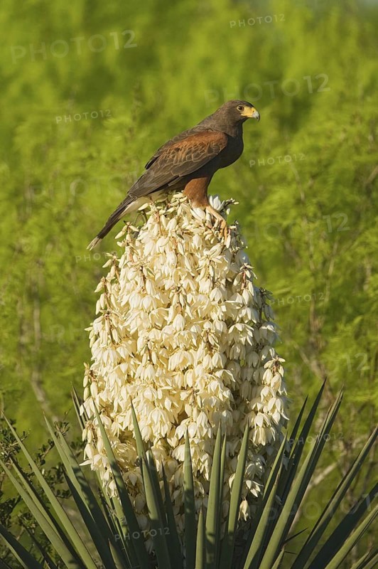 Harris's Hawk (Parabuteo unicinctus), Texas, USA