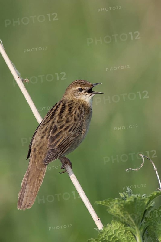 Common Grasshopper Warbler (Locustella naevia) singing, Brandenburg, Germany