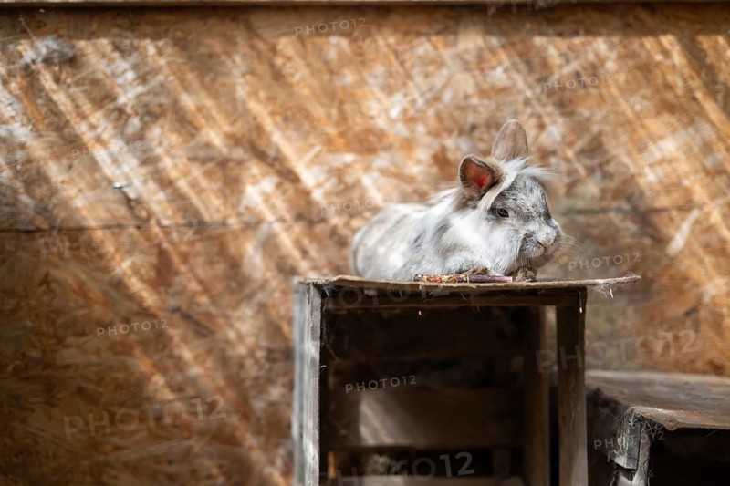 Dwarf rabbit lying on a wooden box in a stable, Stuttgart, Baden-Württemberg, Germany