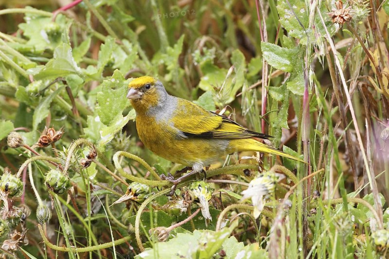 Cape Canary, Serinus canicollis