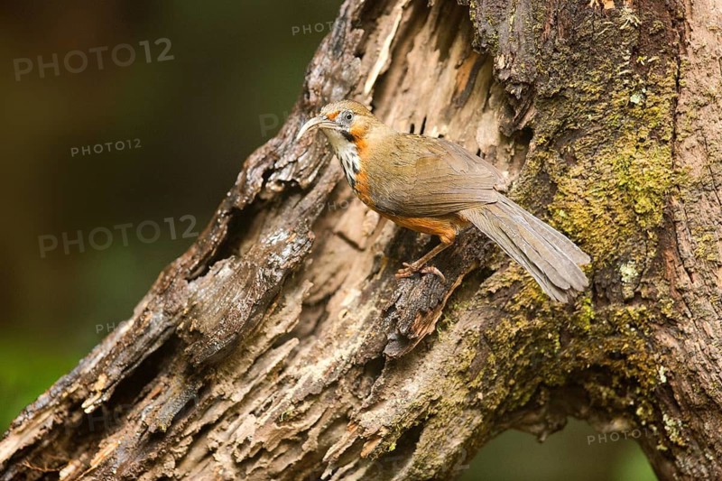 Black-streaked Scimitar Babbler (Pomatorhinus gravivox), Yunnan, China