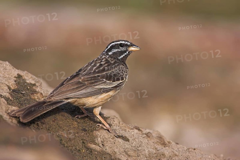 Cinnamon-breasted Bunting (Emberiza tahapisi), Oman