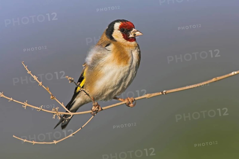 Goldfinch, goldfinch, (Carduelis carduelis), biotope, habitat, foraging, perch, East River, Worms, Rhineland-Palatinate, Germany