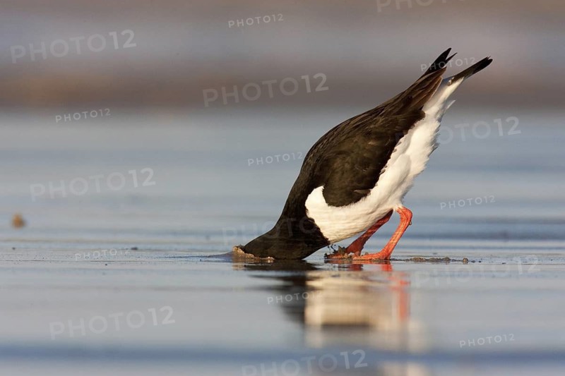 Eurasian Oystercatcher (Haematopus ostralegus), Schleswig-Holstein, Germany