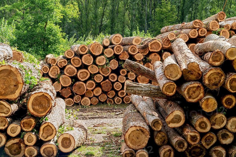 Stacked logs of wood in a forest, highlighting the impact of deforestation. The image captures the texture of cut logs against a backdrop of lush green trees, illustrating environmental concerns