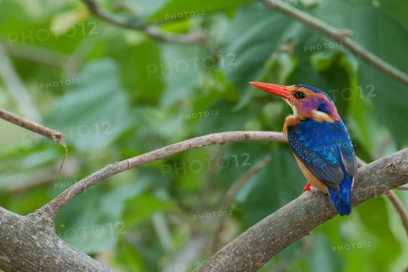 African Pygmy Kingfisher (Ispidina picta), Mpumalanga, South Africa