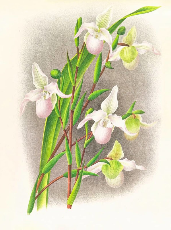 Orchid, Selenipedium sedeni candidulum, authentic reproduction of an illustration by Jean Jules Linden (1817 - 1898), Luxembourgish-Belgian botanist, one of the fathers of orchid research, Historical
