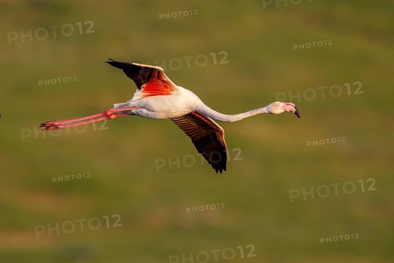 Greater Flamingo (Phoenicopterus roseus) flying, Lesvos, Greece