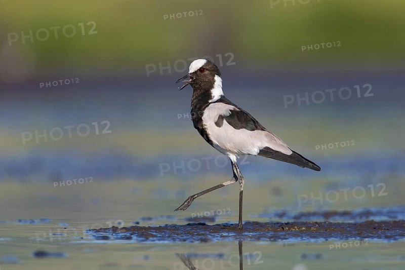 Blacksmith Lapwing (Vanellus armatus) calling, Lake Natron, Tanzania