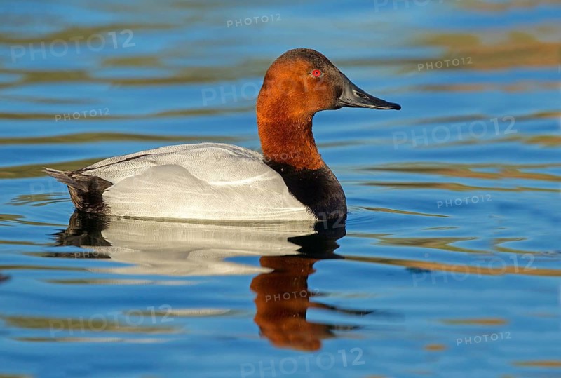 Canvasback Aythya valisineria Tucson, Pima County, Arizona, United States 18 January Adult Male Anatidae