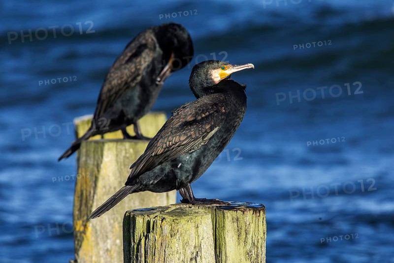 Cormorants (Phalacrocorax carbo) sitting on groynes, Fischland-Darß-Zingst, Baltic Sea, Mecklenburg-Western Pomerania, Germany