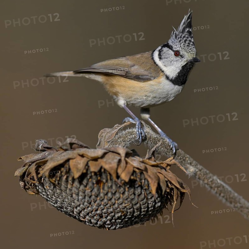 Crested Tit (Lophophanes cristatus), on faded sunflower, Biosphere Reserve, Swabian Alb, Baden-Württemberg, Germany