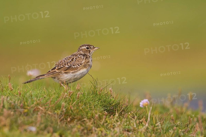 Eurasian Skylark (Alauda arvensis), Schleswig-Holstein, Germany