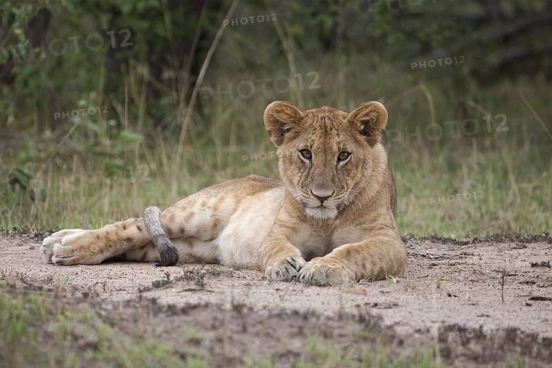 African Lion (Panthera leo) cub lying alone on the ground, Masai Mara, Kenya
