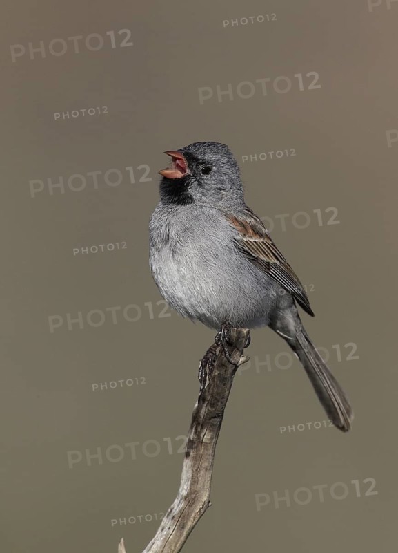 Black-chinned Sparrow (Spizella atrogularis) singing, California, USA