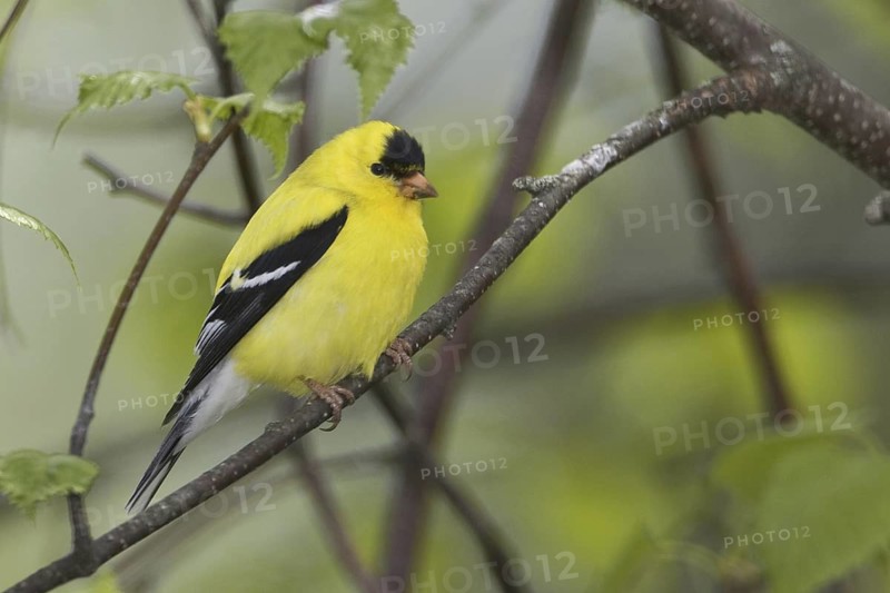 American Goldfinch (Spinus tristis) male, Maine, USA