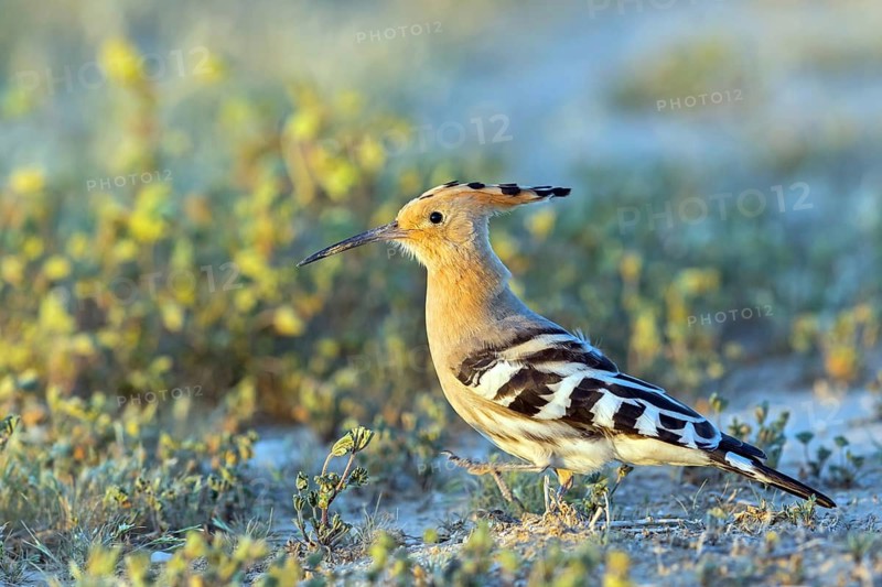 Hoopoe, (Upupa epops), biotope, habitat, foraging, sideways, animals, birds, Israel