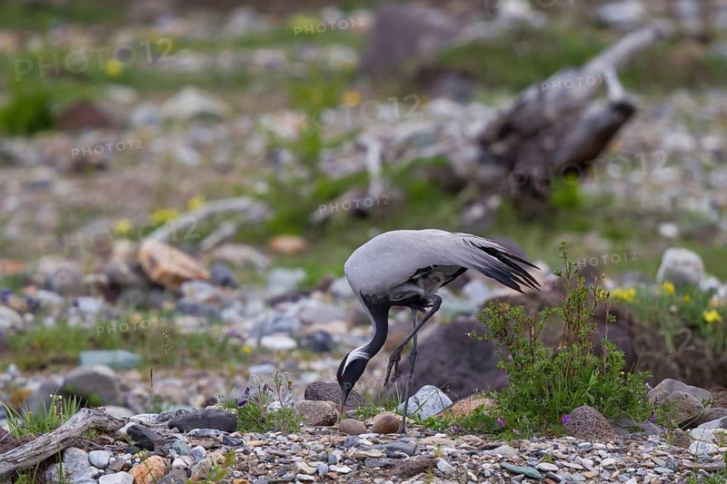 Demoiselle Crane (Grus virgo) at nest with two eggs, Lake Hovsgol, Mongolia