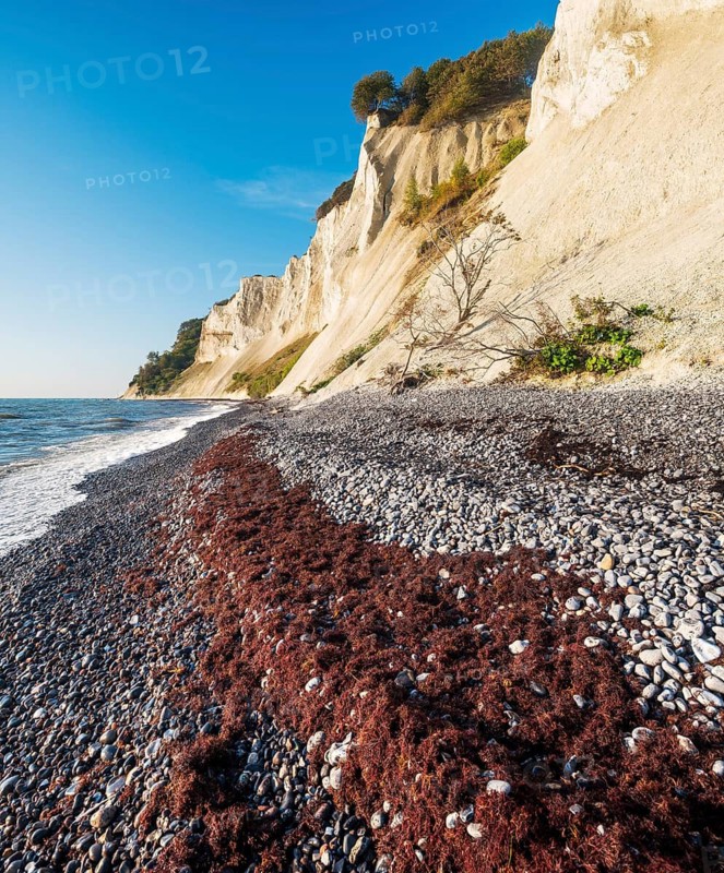 Pebble beach with flints and seaweed on the chalk cliffs of Møns Klint on the Baltic Sea, Møn Island, Denmark