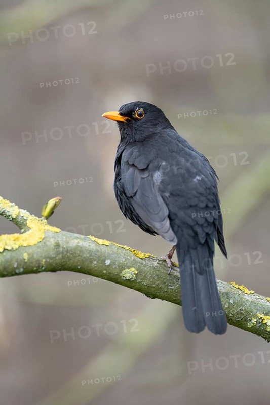 Blackbird (Turdus merula) male animal on a moss-covered branch, birdwatching, Dümmer nature park Park, Lower Saxony, Germany