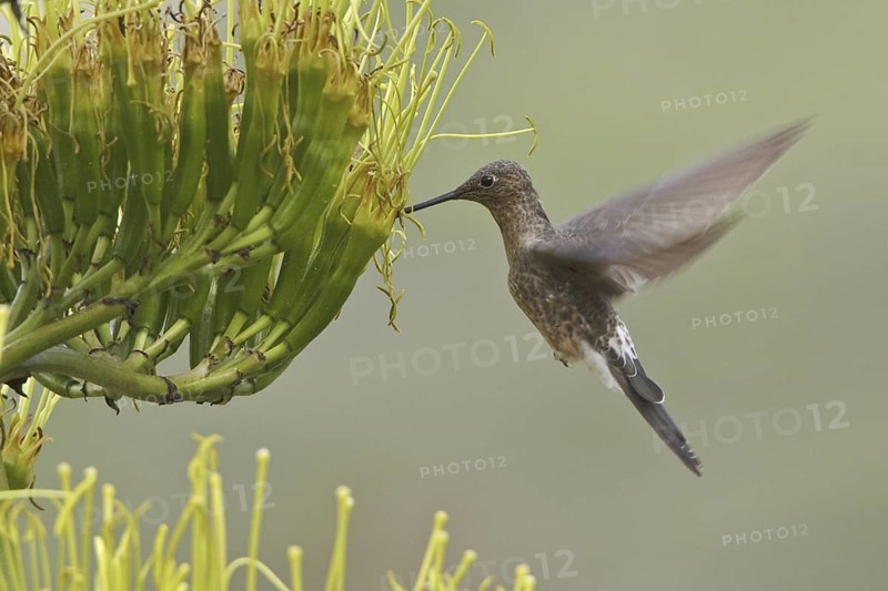 Giant Hummingbird (Patagona gigas), Ecuador