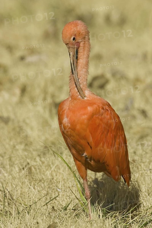 Scarlet Ibis (Eudocimus ruber), New Mexico, USA