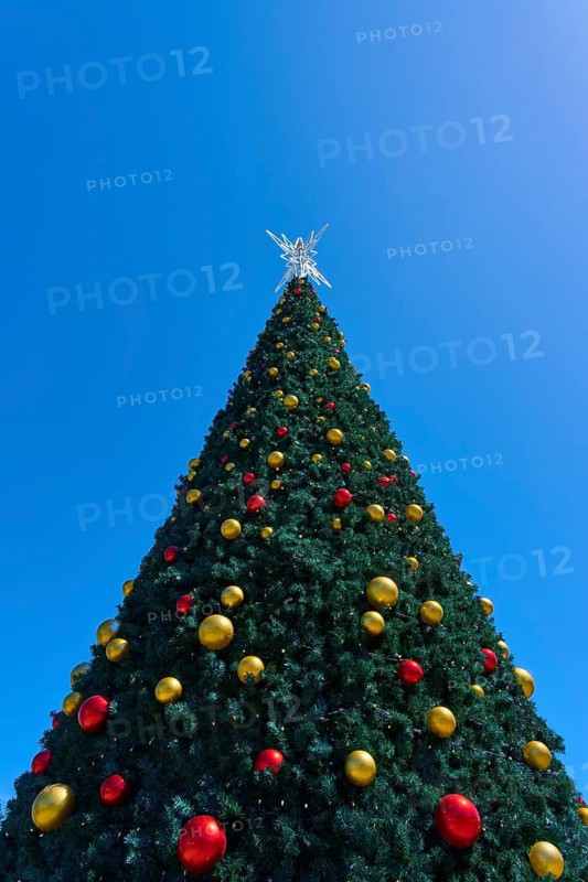 Decorative Christmas tree with golden and red baubles in front of a bright blue sky, Bethlehem, Tauranga, Bay of Plenty, North Island, New Zealand
