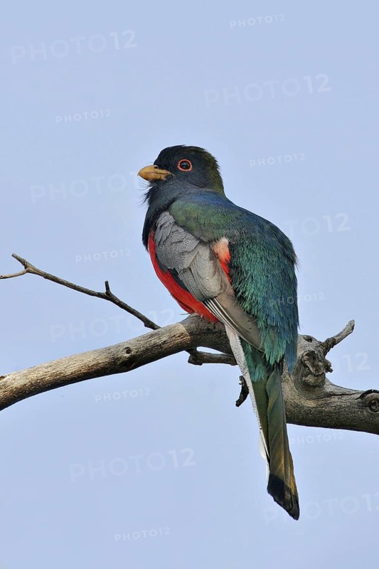 Elegant Trogon (Trogon elegans), Arizona, USA