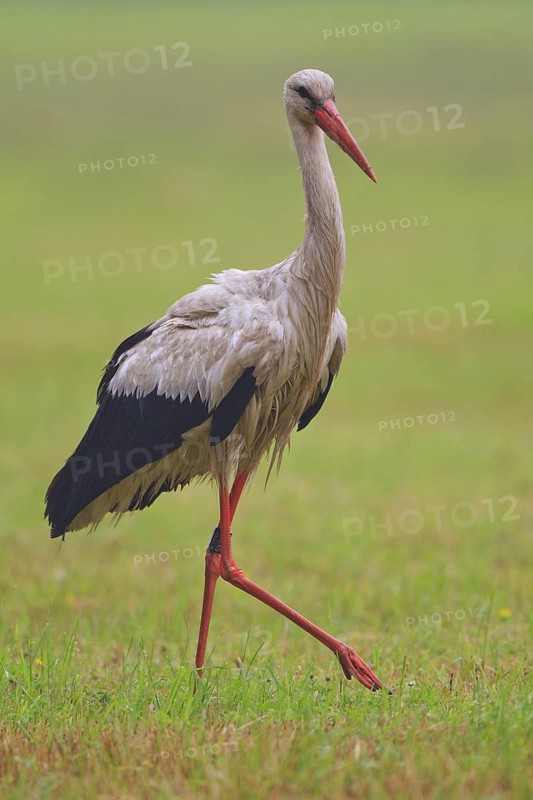 White Stork (Ciconia ciconia) male, North Rhine-Westphalia, Germany