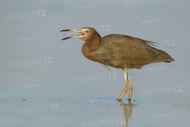 Little Blue Heron (Egretta caerulea), Florida, USA