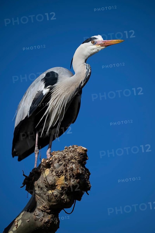 Grey heron (Ardea cinerea) standing on a branch, Stuttgart, Baden-Württemberg, Germany