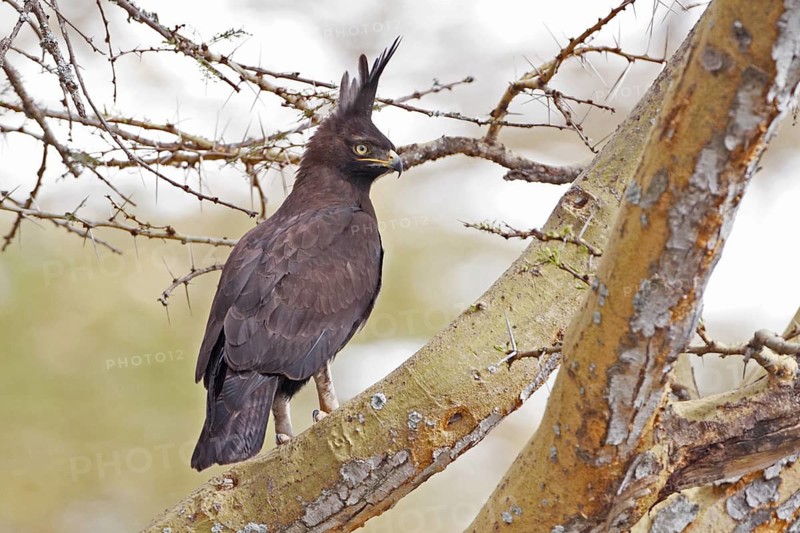 Long Crested Eagle, Lophaetus occipitalis