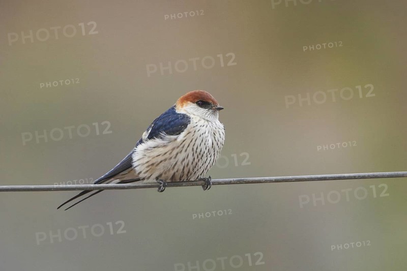 Greater Striped Swallow (Cecropis cucullata), Western Cape, South Africa
