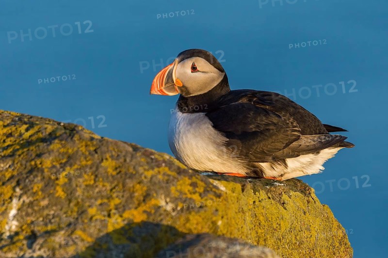 Atlantic Puffin (Fratercula arctica) on cliff, Iceland