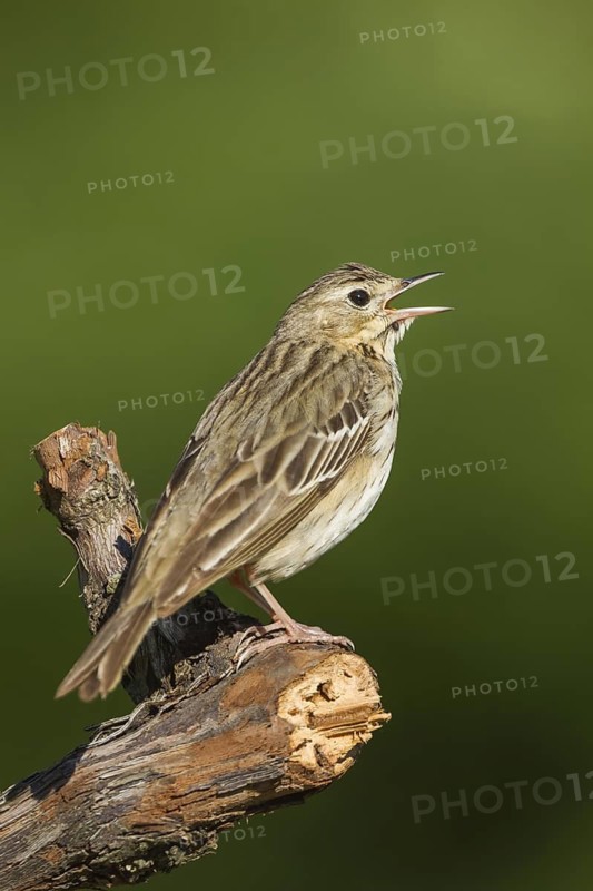 Tree Pipit (Anthus trivialis) singing, Baden-Wuerttemberg, Germany