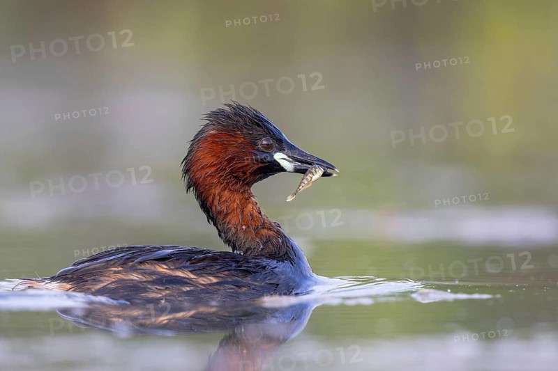Little Grebe (Tachybaptus ruficollis) with fish prey in its beak, North Rhine-Westphalia, Germany