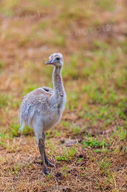 One greater rhea chick, Rhea americana, stands on a dry meadow