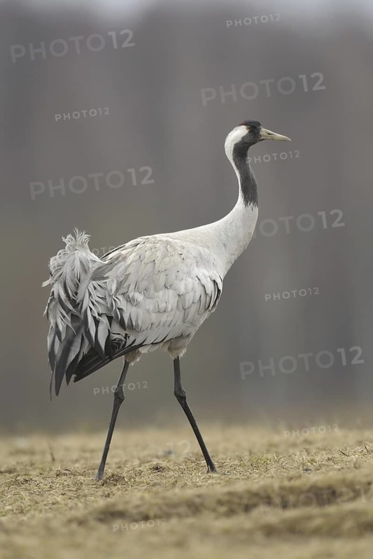 Common Crane (Grus grus), Mecklenburg-Western Pomerania, Germany
