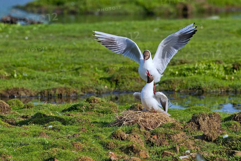 Black-headed Gull (Chroicocephalus ridibundus) pair mating, Texel, Netherlands