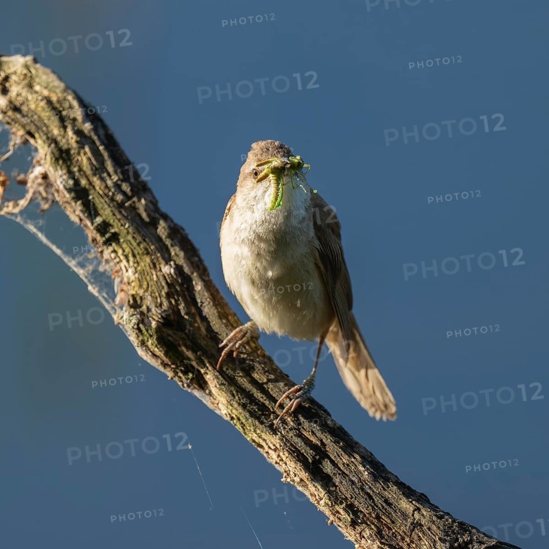 Great Reed Warbler (Acrocephalus arundinaceus) with food in its beak standing on an old branch, blue water behind, Lower Saxony, Germany