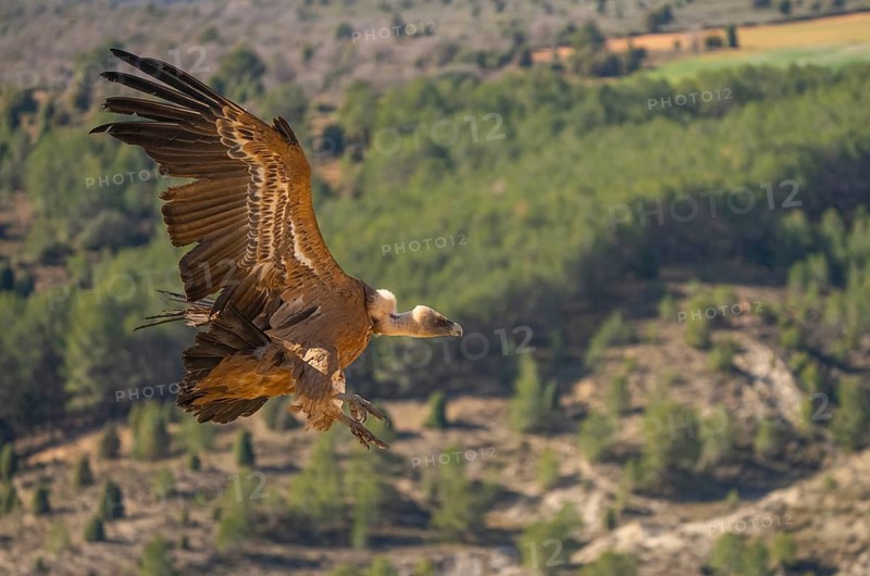 A Griffon Vulture with wings spread wide, soaring gracefully over a lush, green landscape. The bird's detailed plumage contrasts with the soft background of rolling hills
