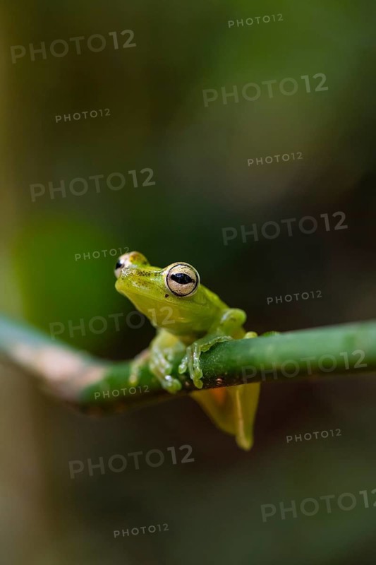 Glass frog (Centrolenidae) sitting on a stem, Heredia province, Costa Rica