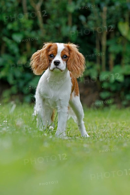 Cavalier King Charles Spaniel, kitten