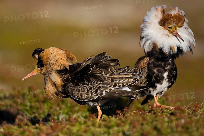 Combat Runner, (Philomachus pugnax), Narew, Bialystok, Varanger, Norway