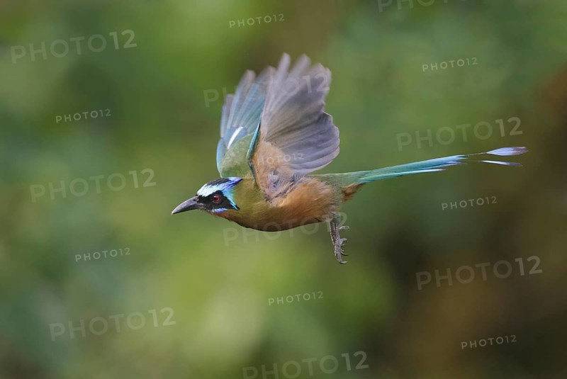Trinidad Motmot (Momotus bahamensis) flying, Trinidad and Tobago