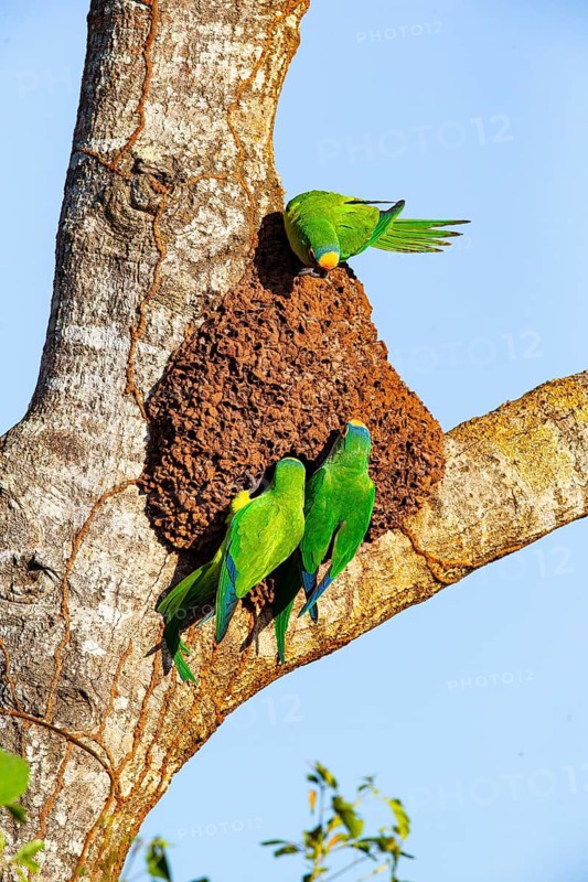 Peach-fronted conure (Aratinga aurea) Pantanal Brazil