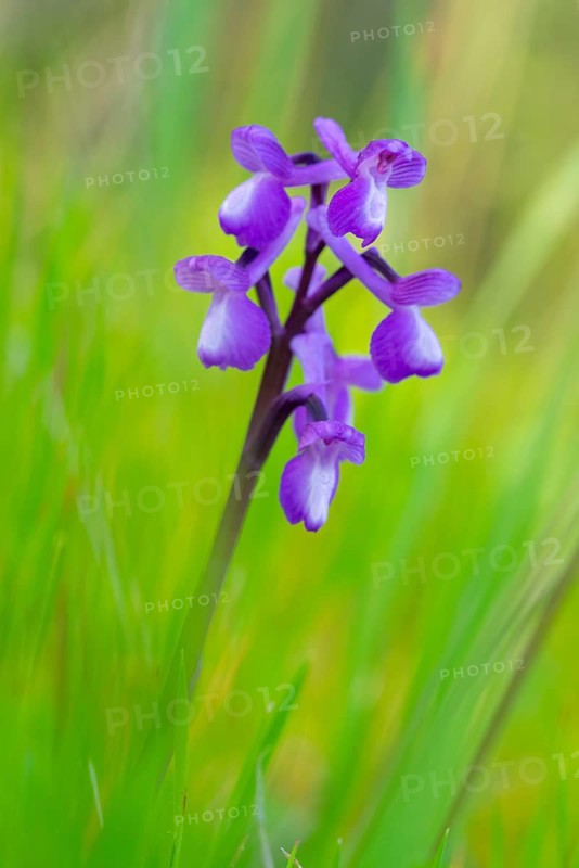 A stunning close-up of the purple Anacamptis champagneuxii orchid, flourishing amid vibrant green grass in a natural habitat